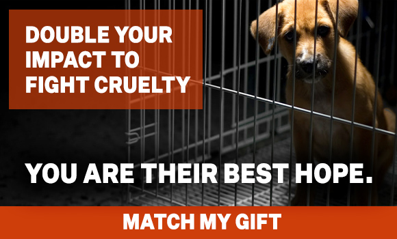 Today is your last chance to match your gift for animals!