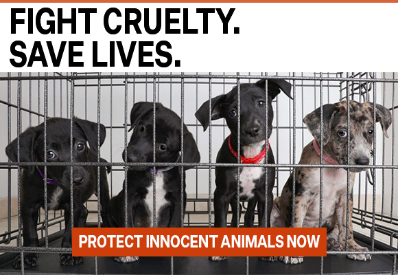 Banner of puppies that read 'Fight Cruelty. Save Lives. |Protect Innocent Animals Now!'