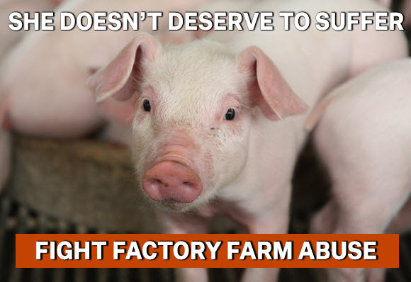 Fight factory farm abuse