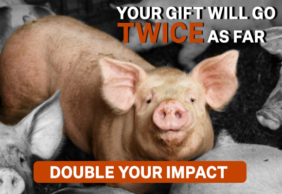 Fight factory farm abuse