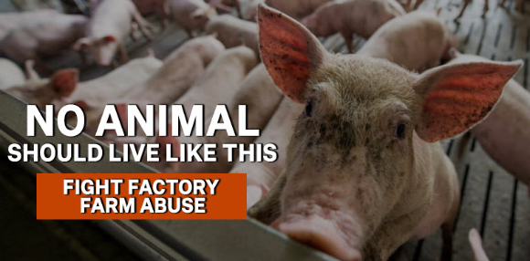 Fight factory farm abuse