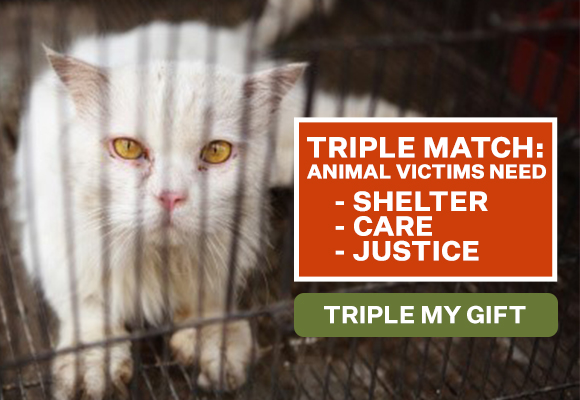 Neglected cat needs shelter, care, and justice