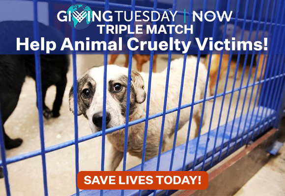 Sad dog behind cage - save lives today!