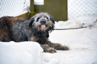Animals in cold weather need your support!