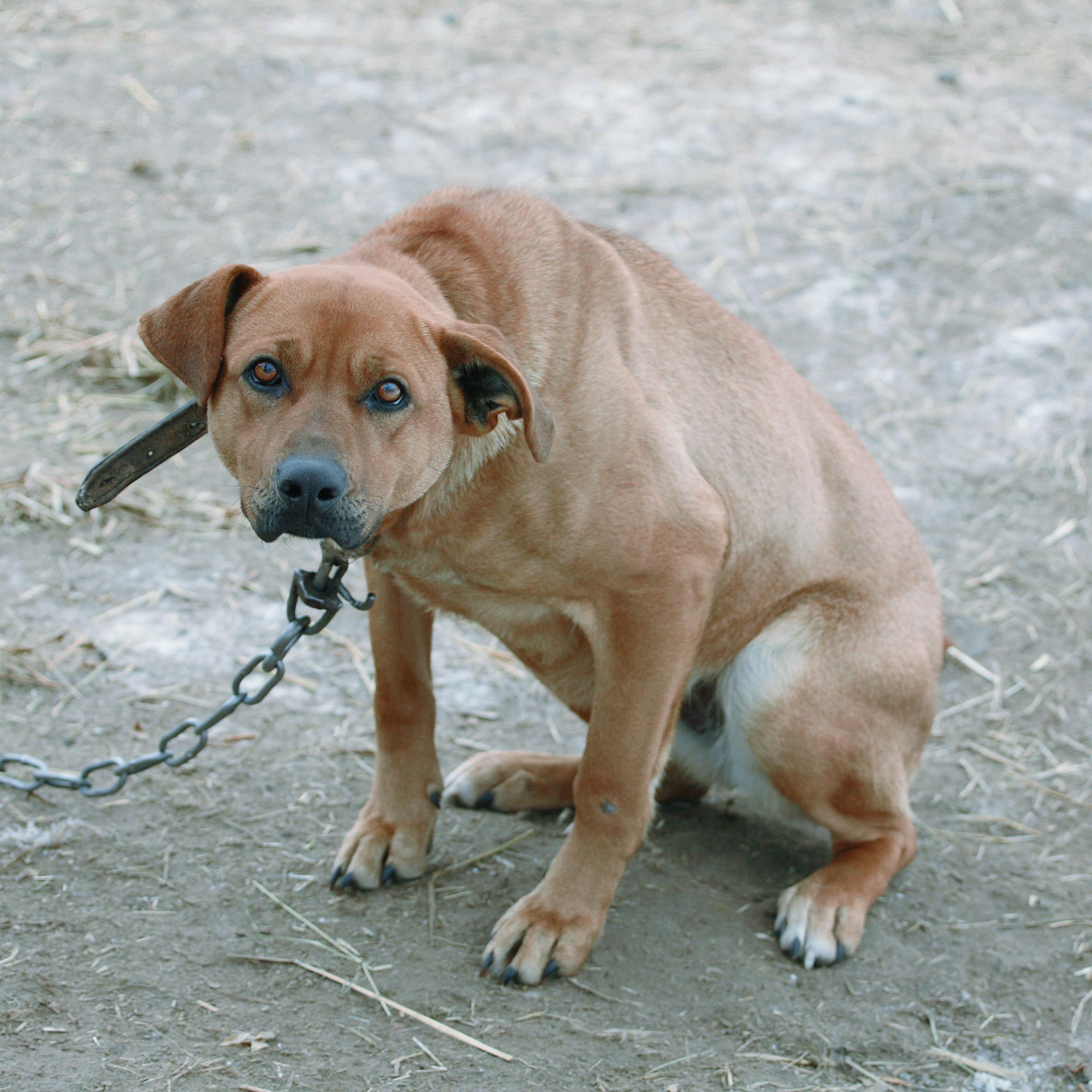 Chained Dog