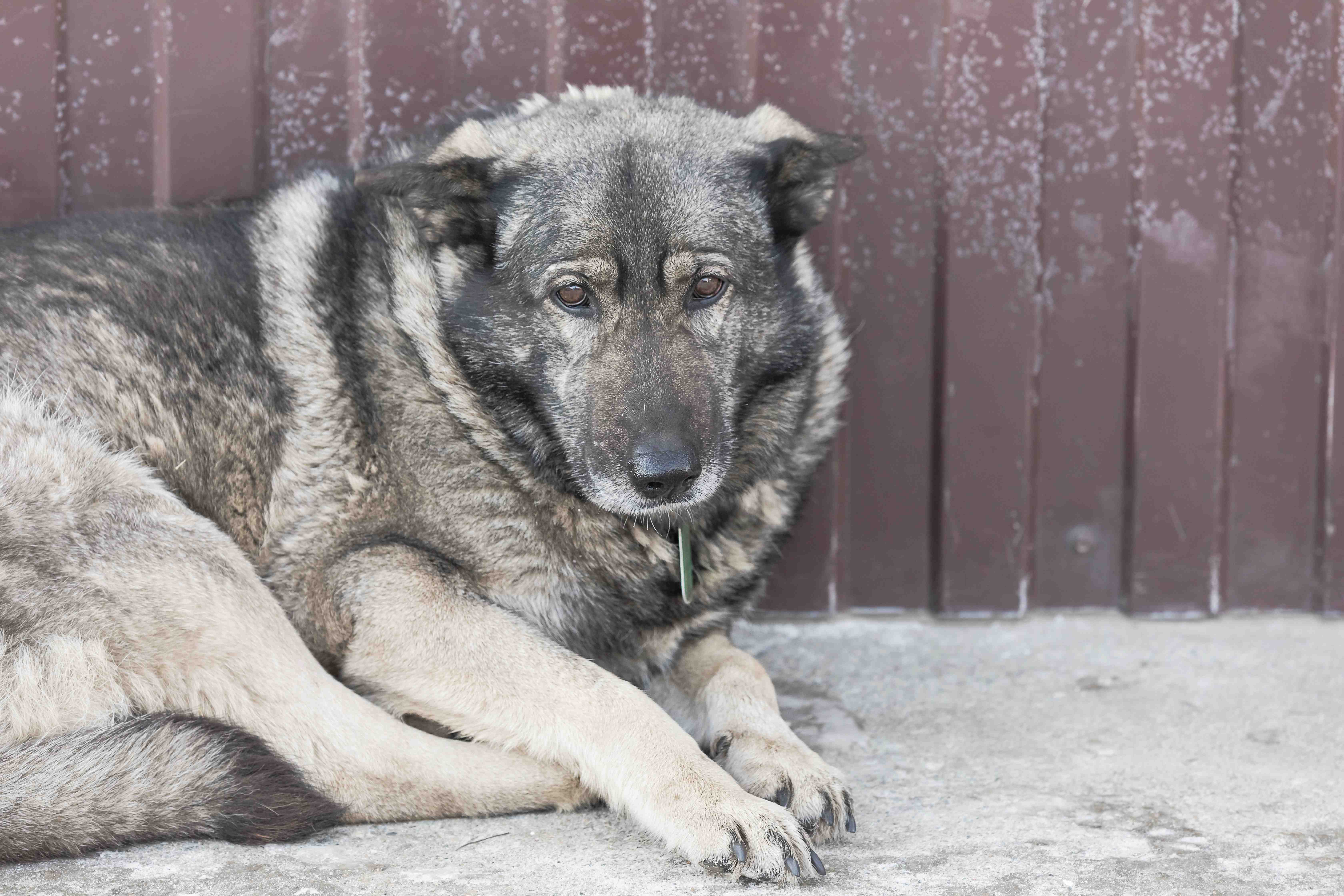 Chained up dog