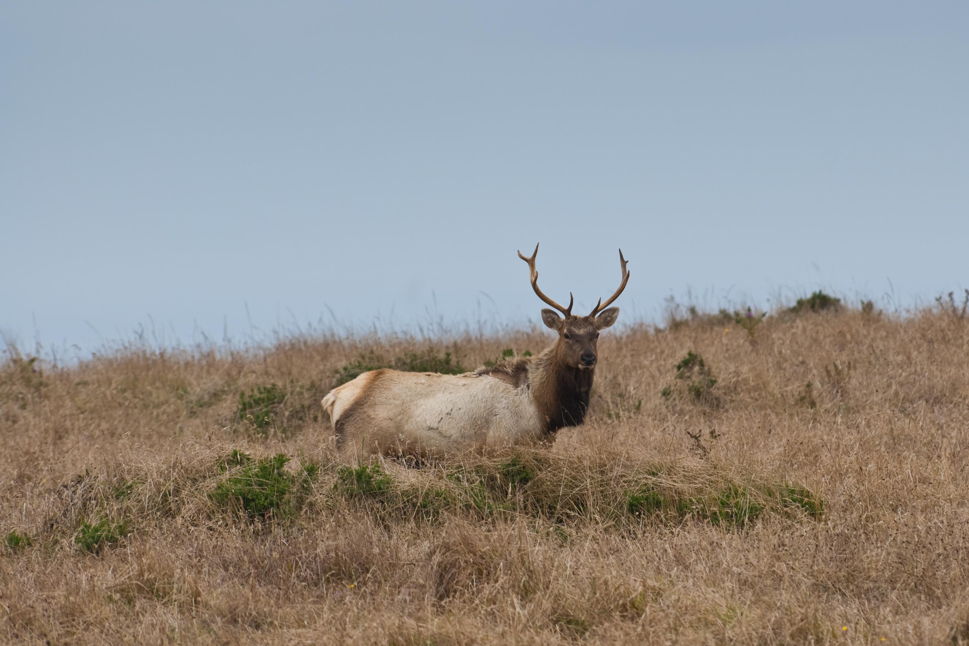 Elk in fog