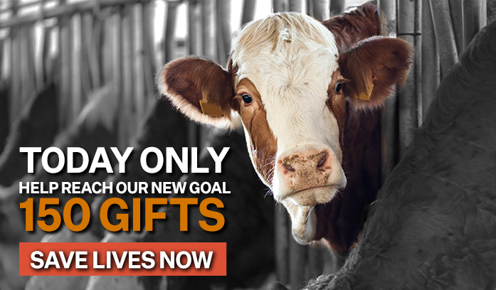 Today only, help reach our new goal, 150 Gifts! Save Lives Now!