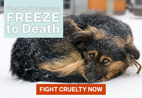 A picture of a Lonely German shepherd freezing on the street while snowing with overlay text that reads 'They don't deserve to freeze to death! | Fight cruelty now'