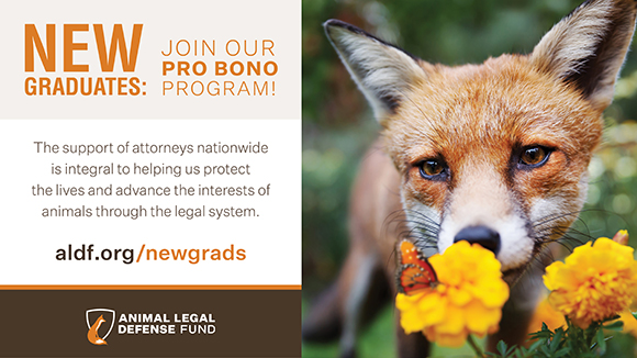 Graphic promoting the Pro Bono Program with a photo of a fox sniffing a yellow flower with a monarch butterfly on it. Orange & brown text to the left of the photo says, "New graduates: Join our Pro Bono Program! The support of attorneys nationwide is integral to helping us protect the lives and advance the interests of animals through the legal system." The ALDF logo is below the text.