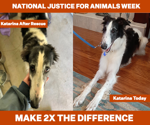 Katarina the Borzoi