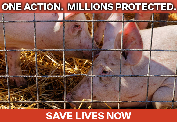 Photo of a sad pig with text overlay that reads One action. Millions protected.