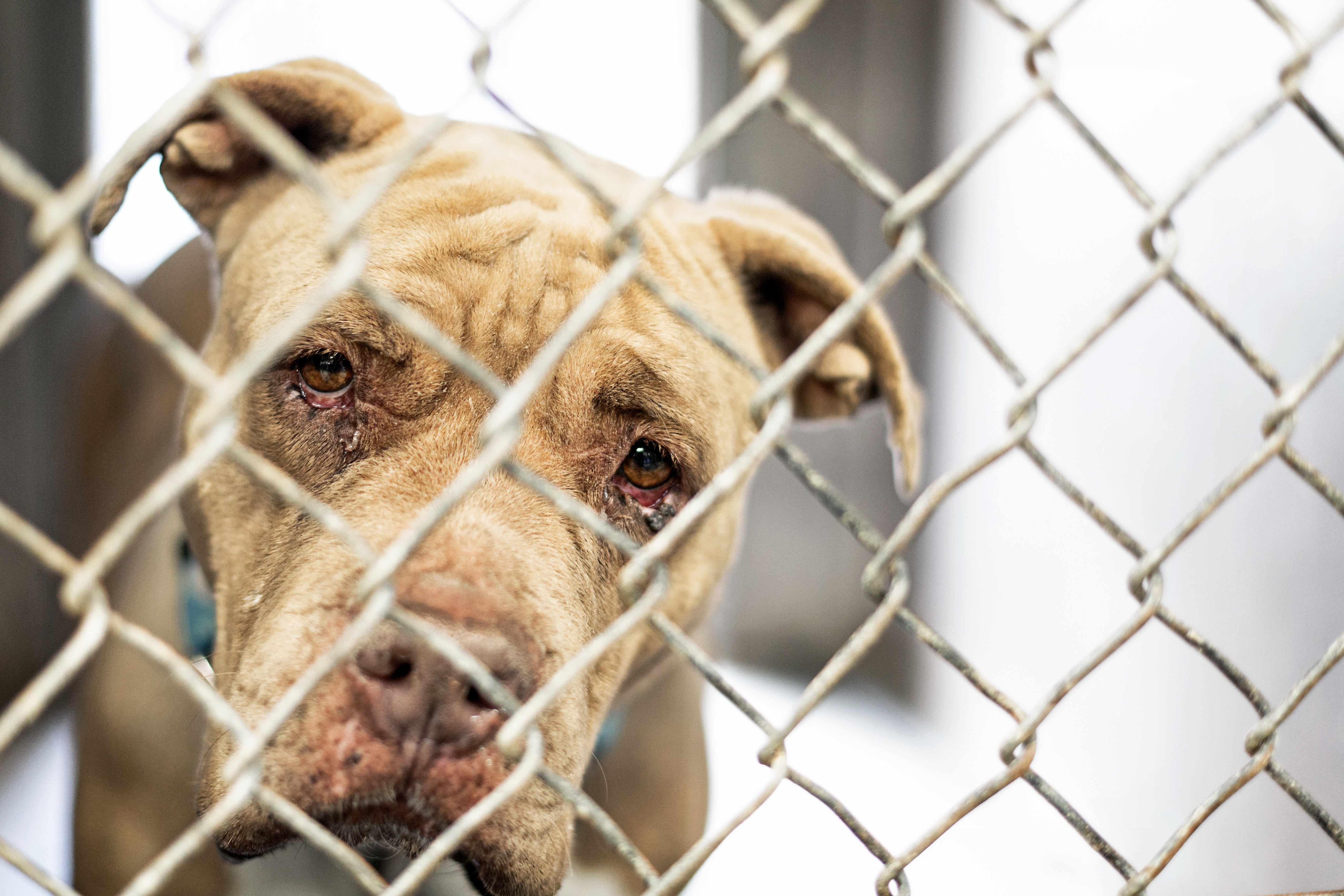sad dog behind chain link fence