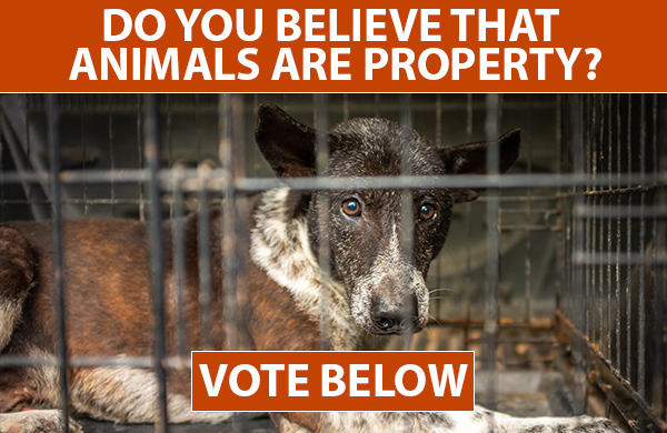 Do You Believe Animals Are Property?