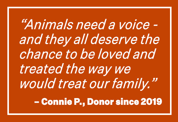 Animals need a voice - and they deserve the chance to be loved and treated the way we would treat our family' -Connie P., Donor since 2019