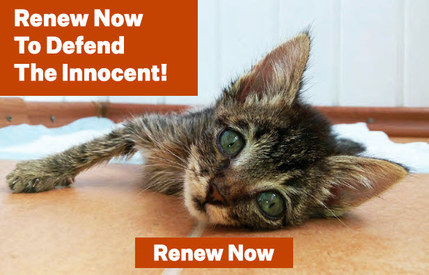 Renew now to defend the innocent! Renew Now!