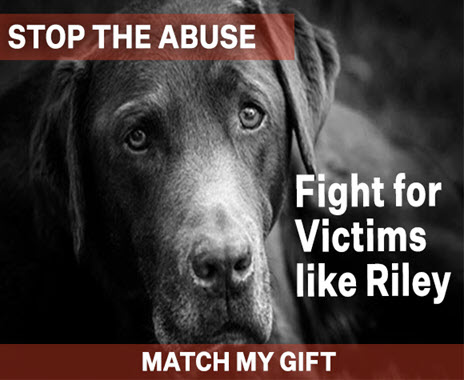 Sad lab stares - Stop Animal Abuse! For victims like Riley