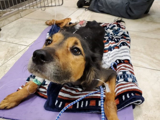 injured dog laying on blanket, looking at camera