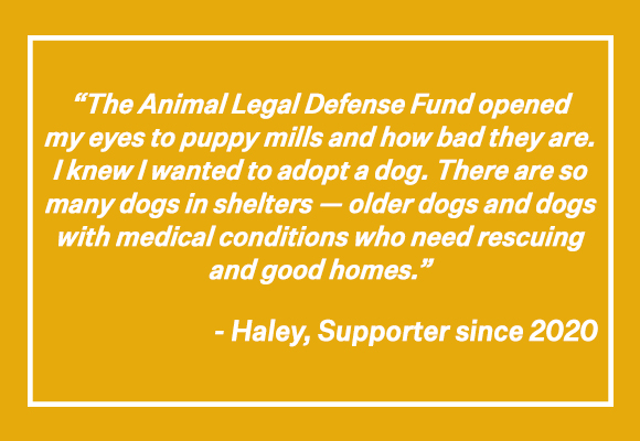 The Animal Legal Defense Fund opened my eyes to puppy mills and how bad they are. I knew I wanted to adopt a dog. There are so many dogs in shelters - older dogs and dogs with medical conditions who need rescuing and good homes. -Haley, Supporter since 2020