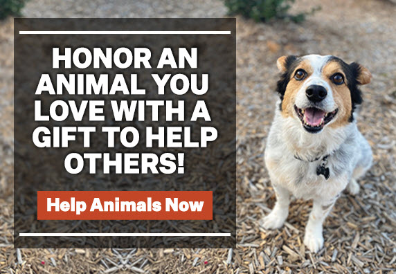 Donate in honor of an animal you love