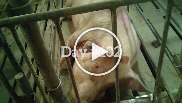 Don't Let Factory Farms Hide Their Cruelty. Watch Now.