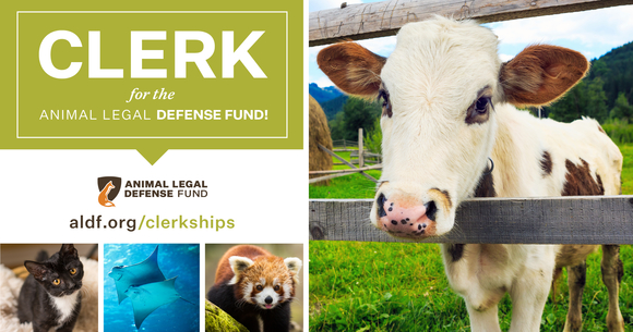 graphic promoting the clerkships with a photo collage of a calf sticking their head through a fence, a kitty, two rays swimming underwater, and a red panda in a tree. White text on a green background above the photos says, "Clerk for the Animal Legal Defense Fund!"
