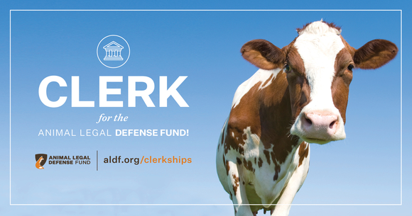 Graphic promoting the clerkships with a photo of a cow on a blue background. Text says, "Clerk for the Animal Legal Defense Fund!"