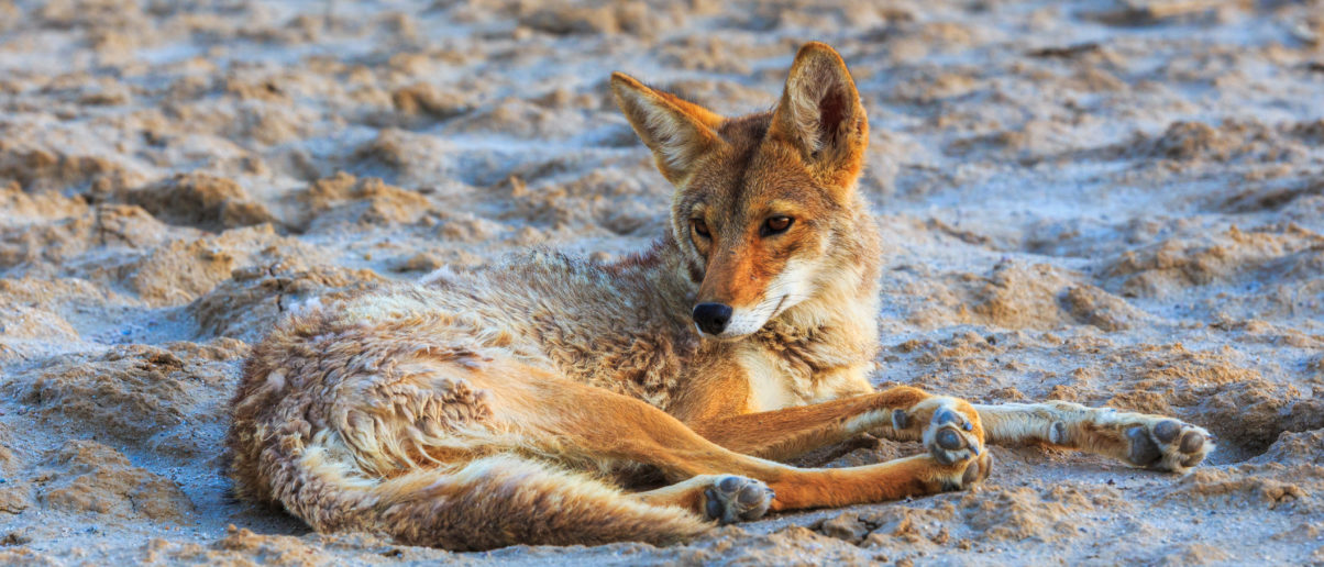 Coyote laying in the sand with legs outstretched looking off into the distance to the left.