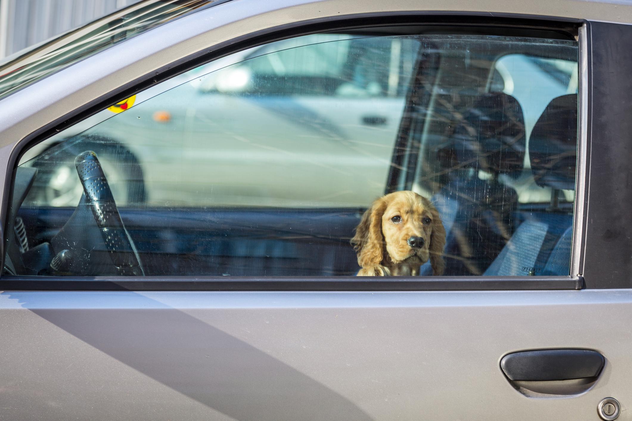 Dog stuck in car