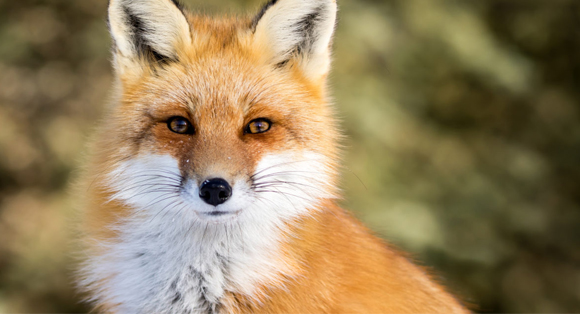 Animal Legal Defense Fund