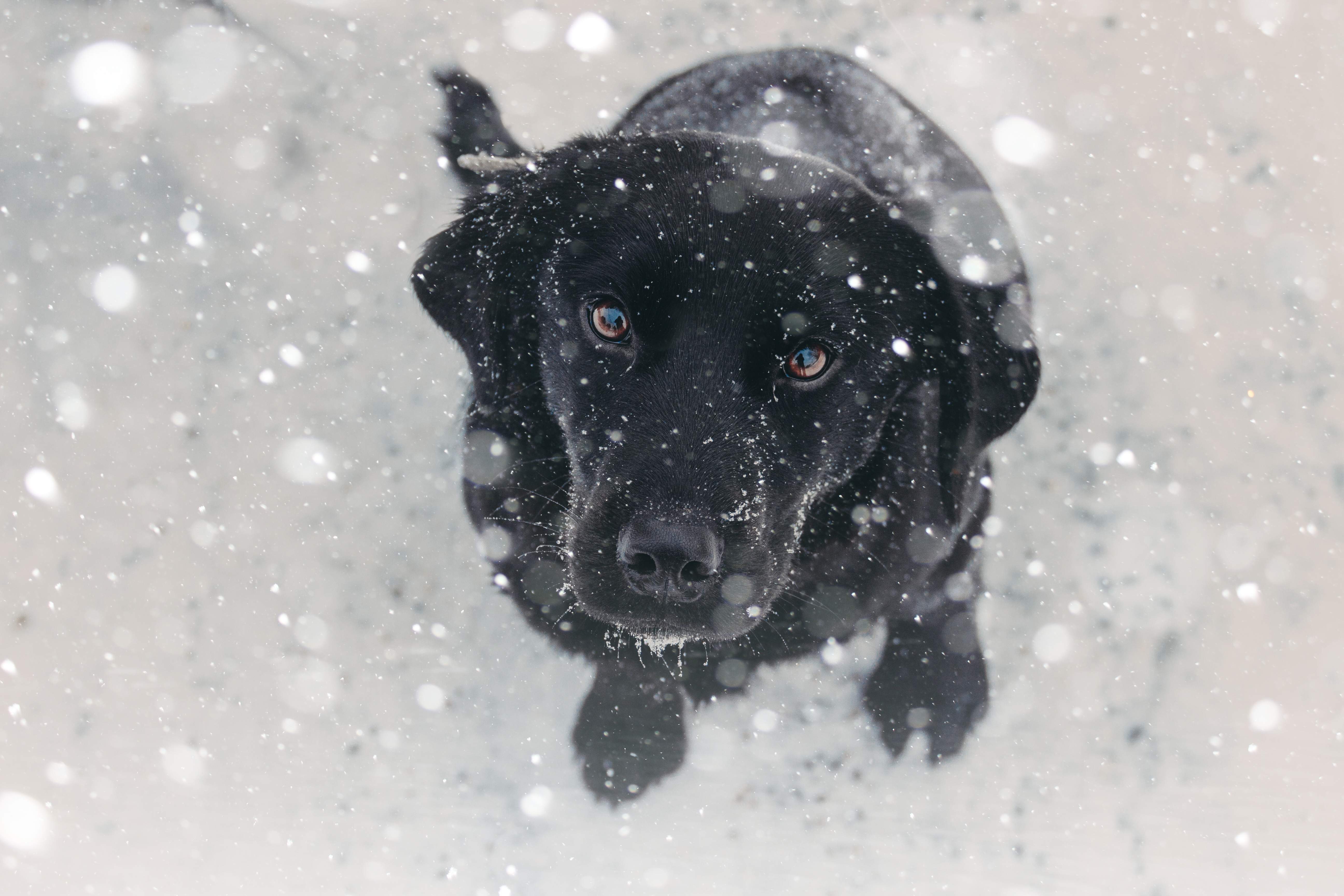 Sad dog in snow looking up