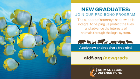 Graphic promoting the Pro Bono Program which has a picture of a school of fishes, the ALDF name and logo, and this text: “New graduates: join our Pro Bono Program! The support of attorneys nationwide is integral to helping us protect the lives and advance the interests of animals through the legal system. Apply now and receive a free gift! Aldf.org/newgrads”