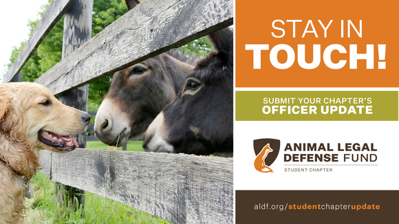 On the left, there is a photo of a yellow labrador dog greeting two brown donkeys with a fence in between them. To the right, white text on orange and green backgrounds says, "Stay in touch! Submit your chapter's officer update," with the Animal Legal Defense Fund logo below it.