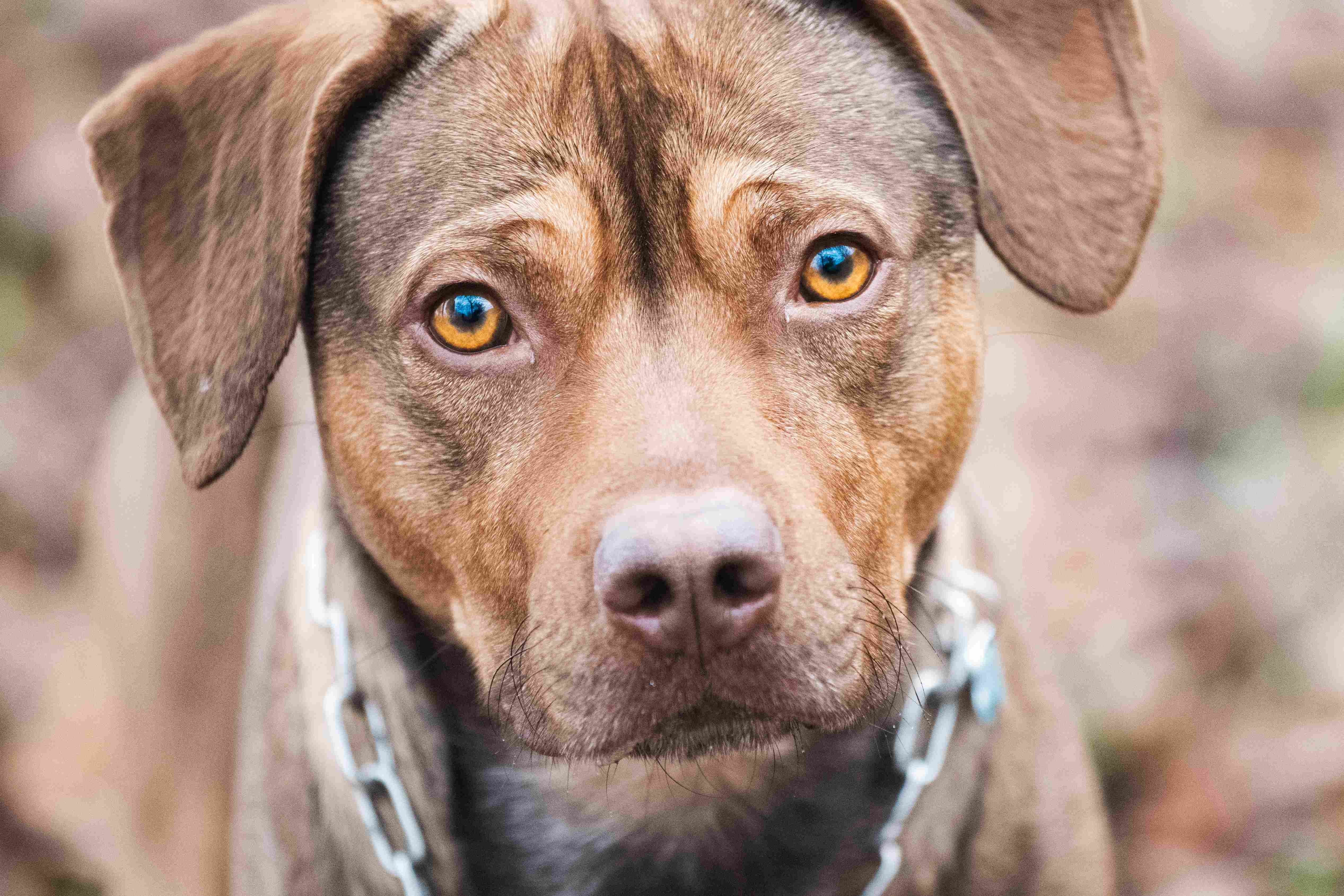 said pitbull puppy looking into camera with chain collar