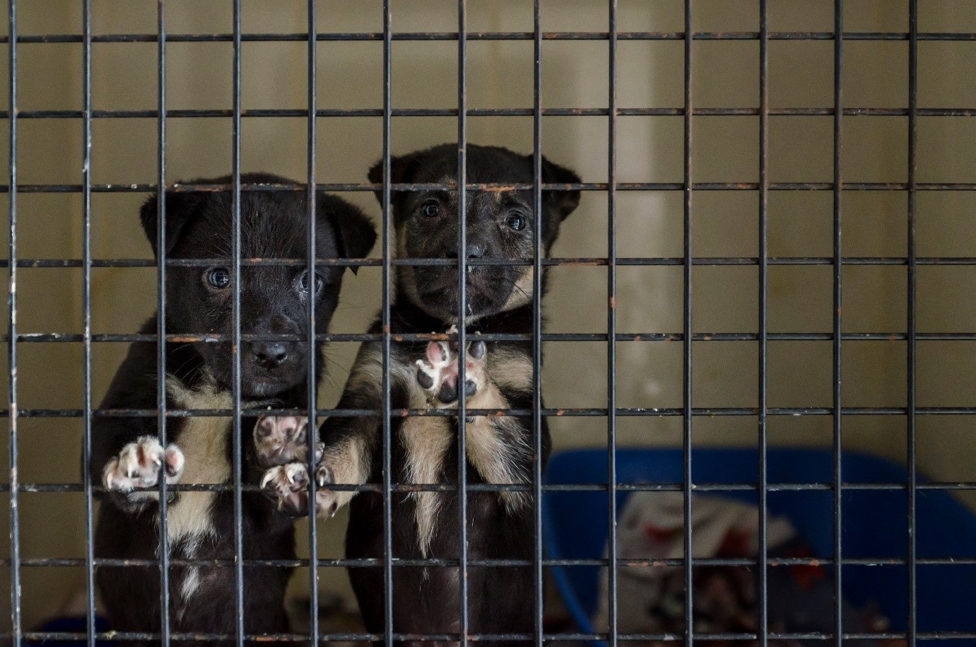 two sad puppies in cage with front paws against cage and looking into camera