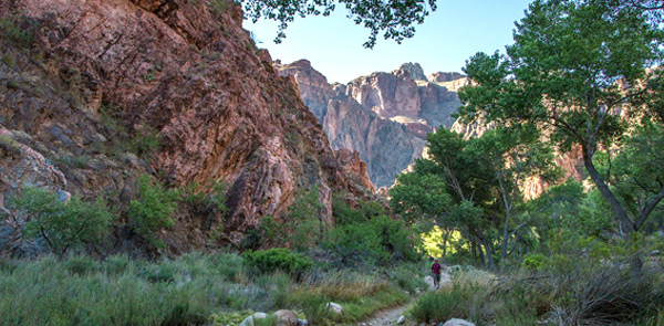 photograph of a person hiking in a tree-filled gorge