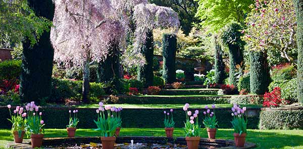 pond in a garden with tulips