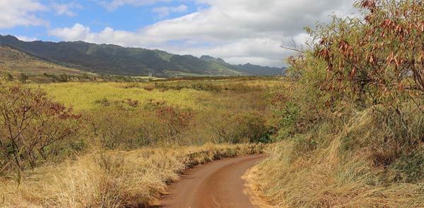 Dirt road surrounded by grasses