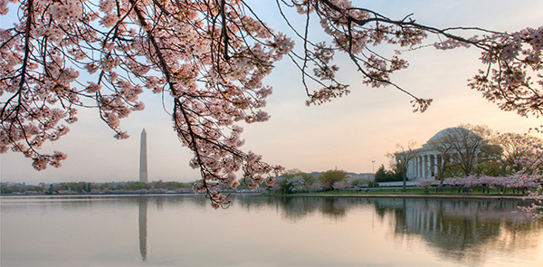 Jefferson Monument with Cherry Blossoms