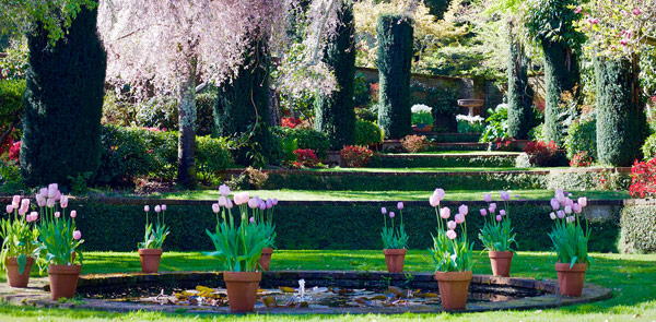 Potted pink tulips around a garden pond