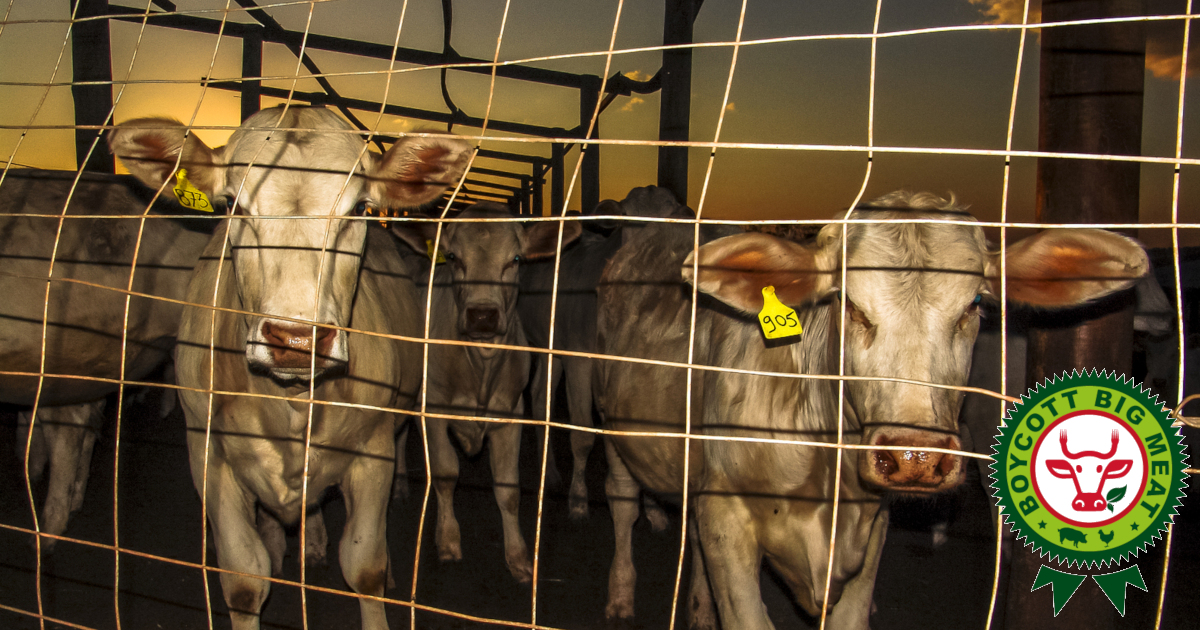 white cattle cows on a factory farm CAFO with the BOYCOTT BIG MEAT logo