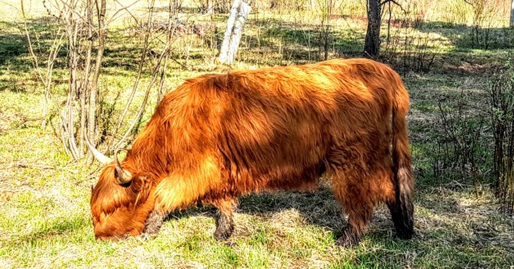 Highlander cow grazing