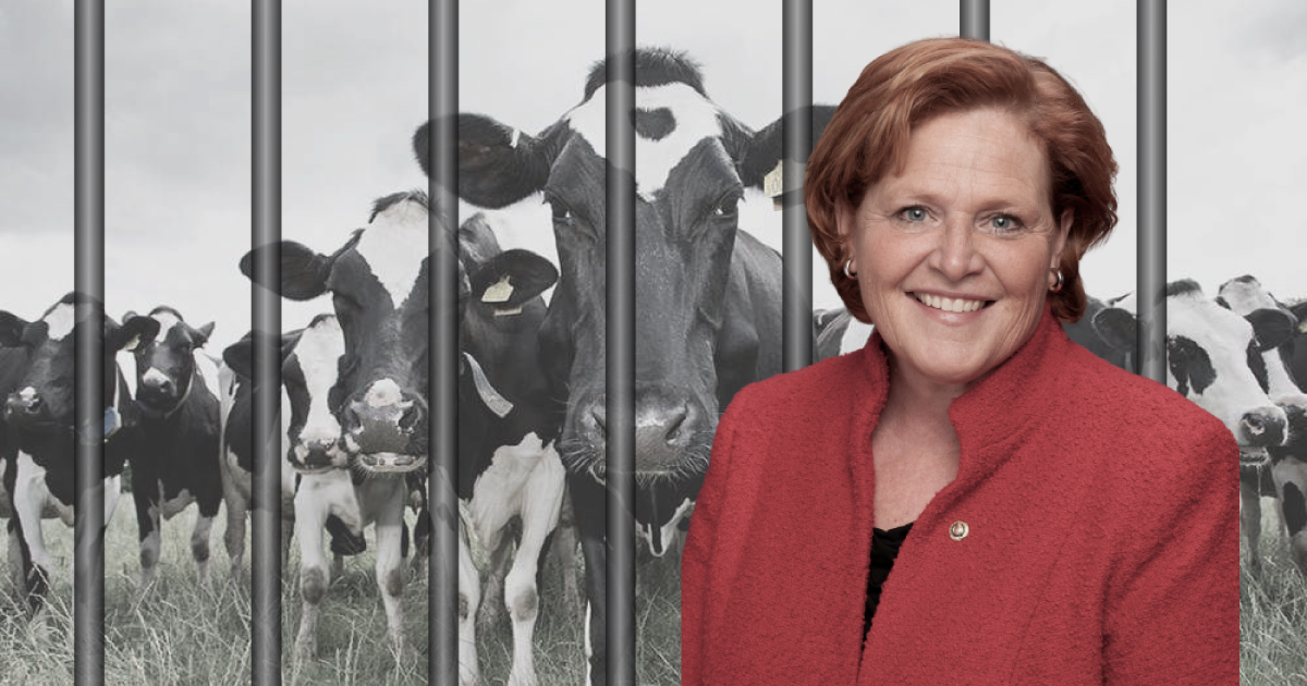 Heidi Heitkamp portrait in front of cafo cattle in a metal factory farm cage