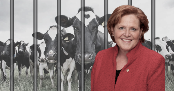 Heidi Heitkamp with cows behind cage bars