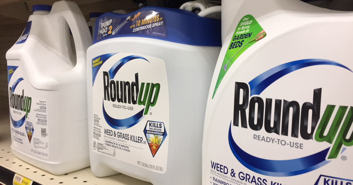 blue and white bottles of Monsantos glyphosate herbicide ROUNDUP on store shelves