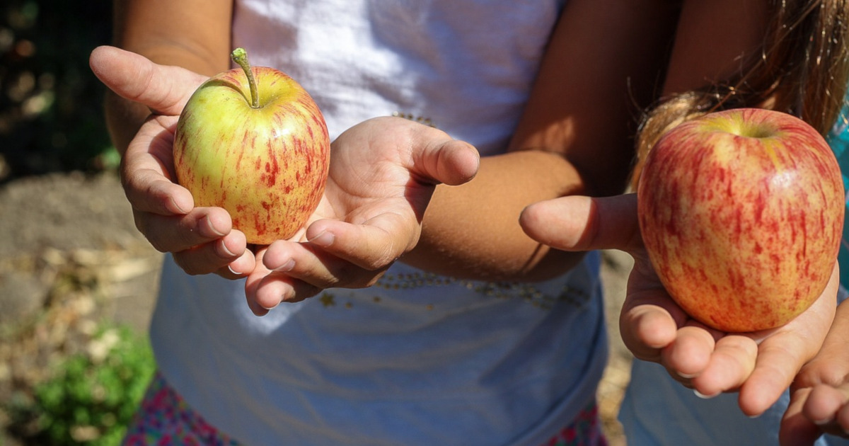 children picking apples at an orchard