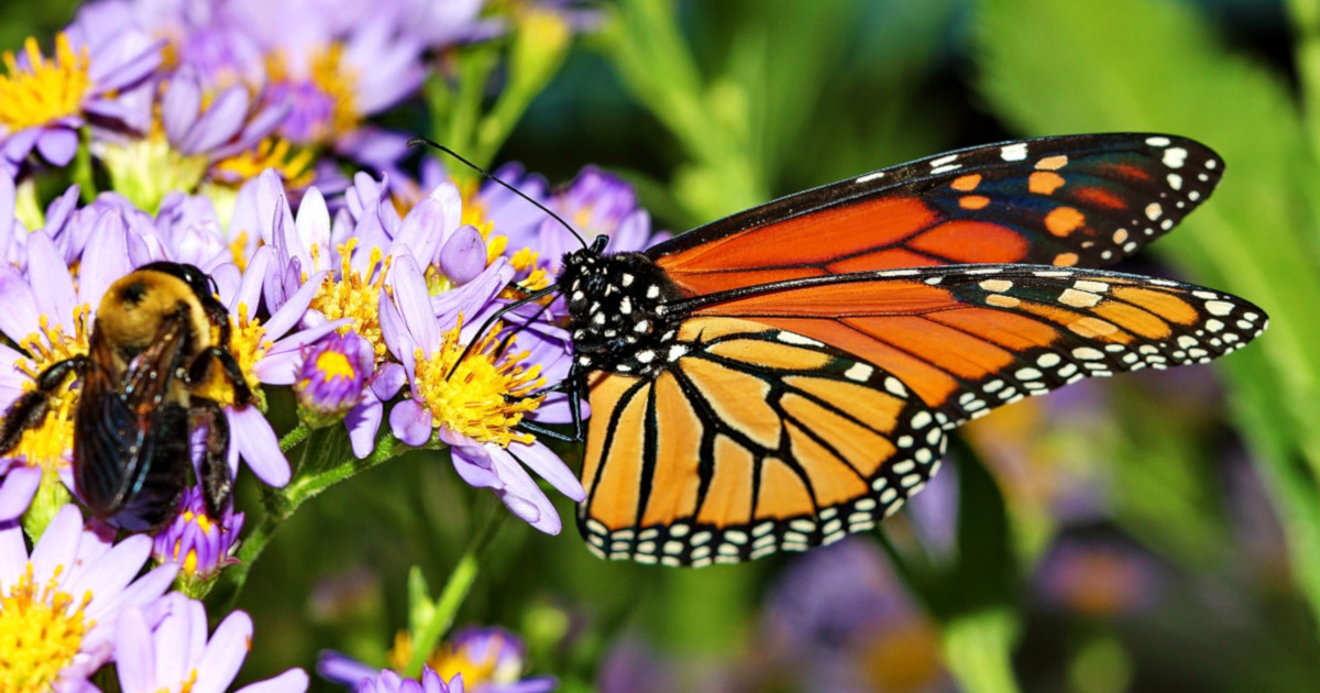 bee and monarch butterfly on a set of small purple flowers