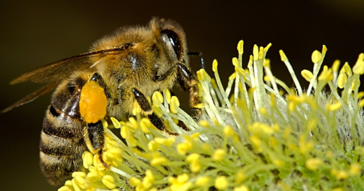 macro image of a honey bee on a yellow flower