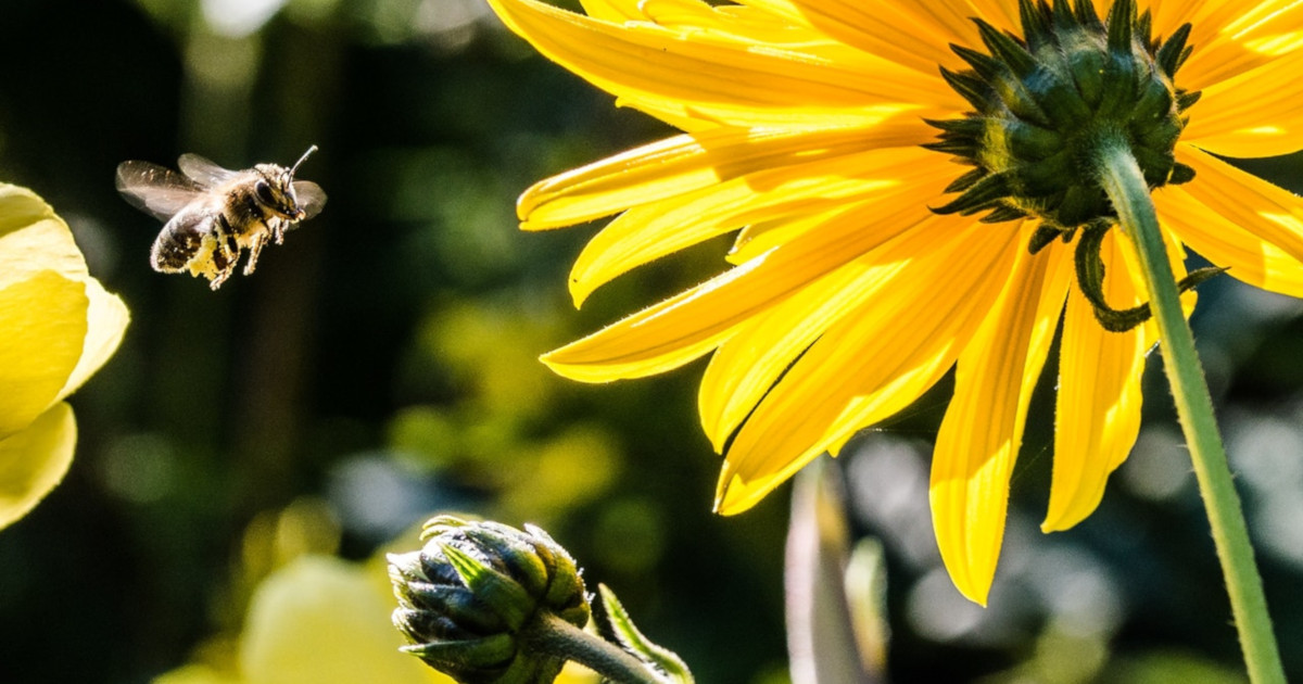 bee flying near a yellow flower in the sun