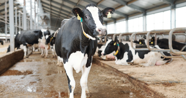 black and white dairy cow in a factory farm CAFO feed lot